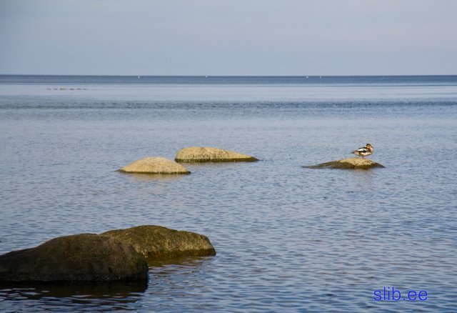 IMG_7432.jpg