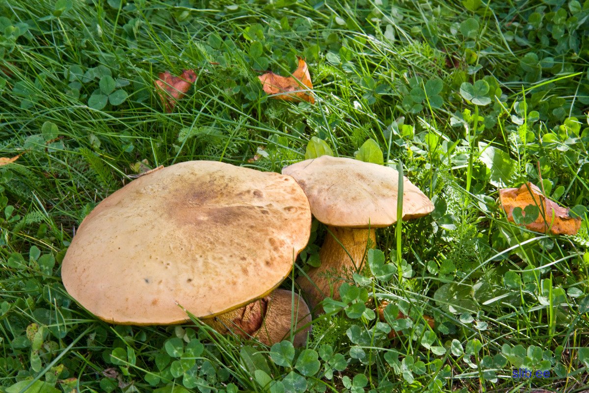 IMG_7496.jpg
