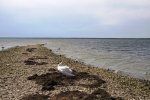 IMG_2596.jpg