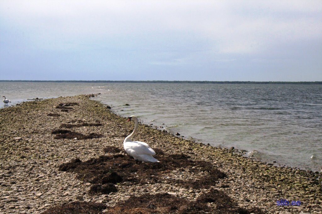 IMG_2596.jpg