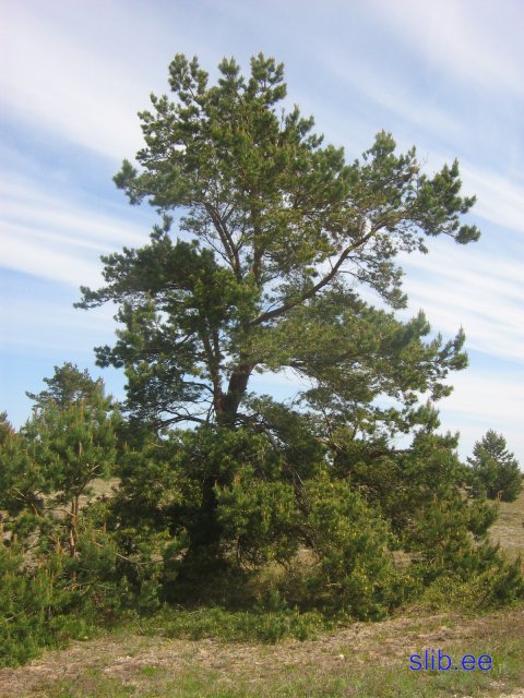 nevskaja 4.jpg