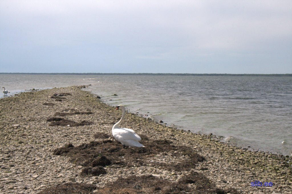 lapina 2.jpg