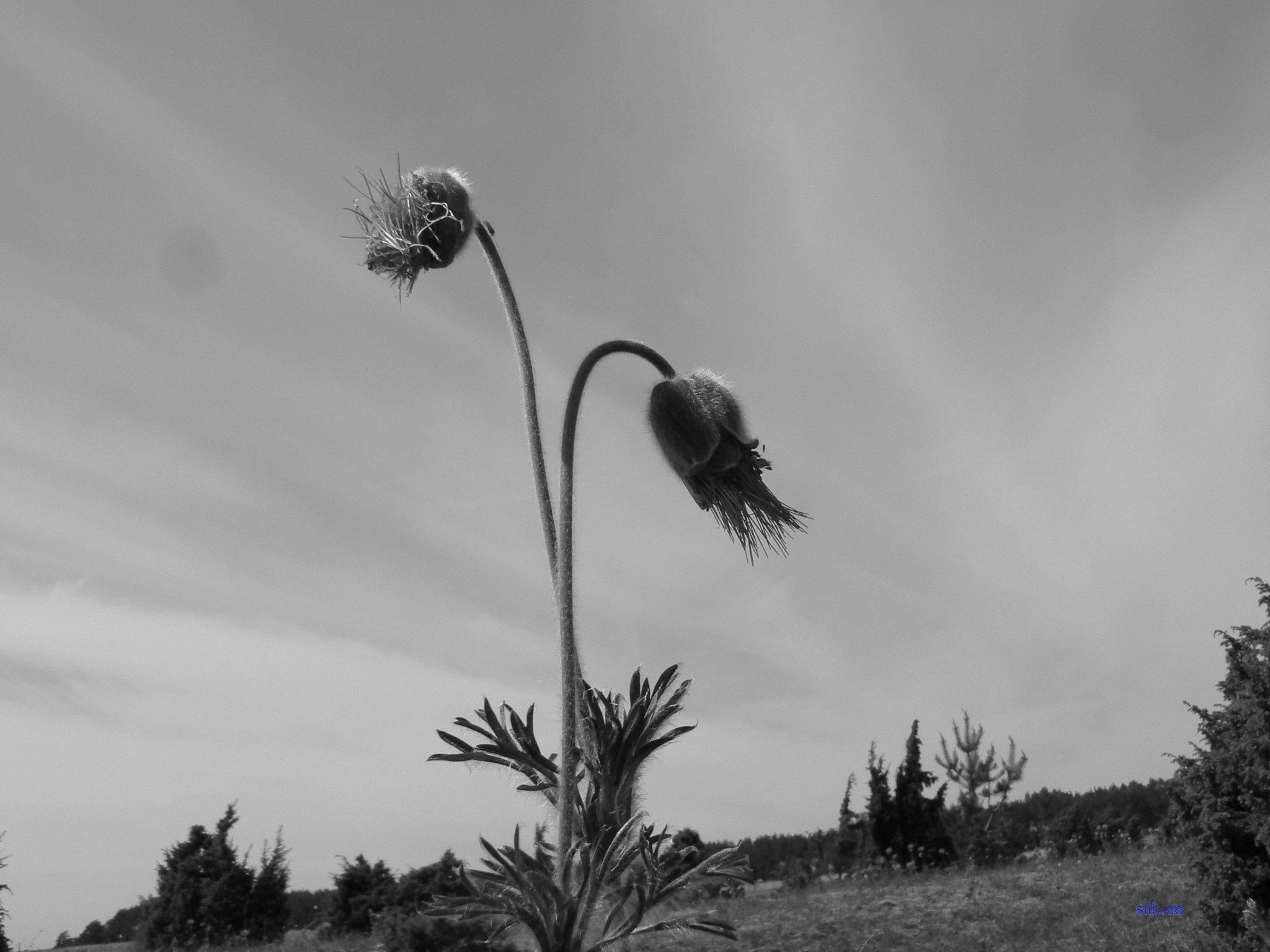 tokarev 2.JPG