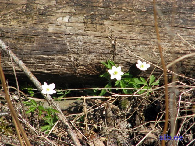 IMG_1913.jpg