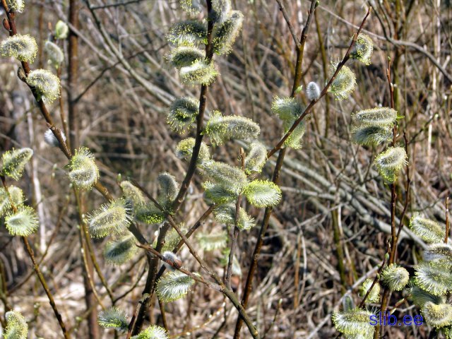 IMG_1918.jpg