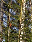 IMG_1964.jpg
