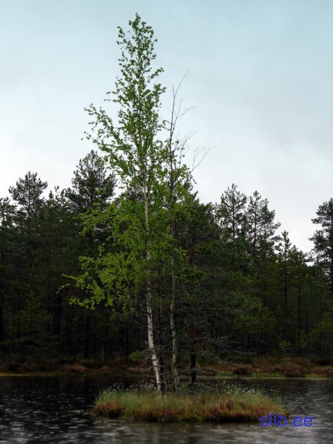 IMG_3028.jpg