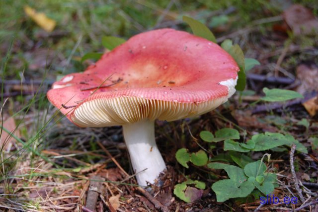 31_07_2008 114.jpg
