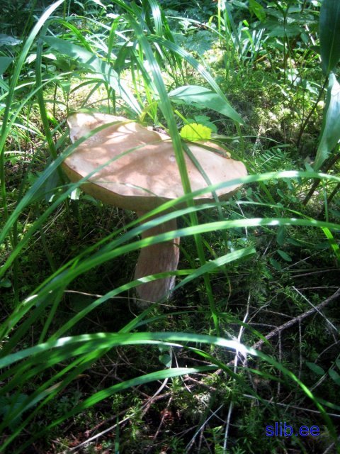 Kurtna 31 07 08 001.JPG