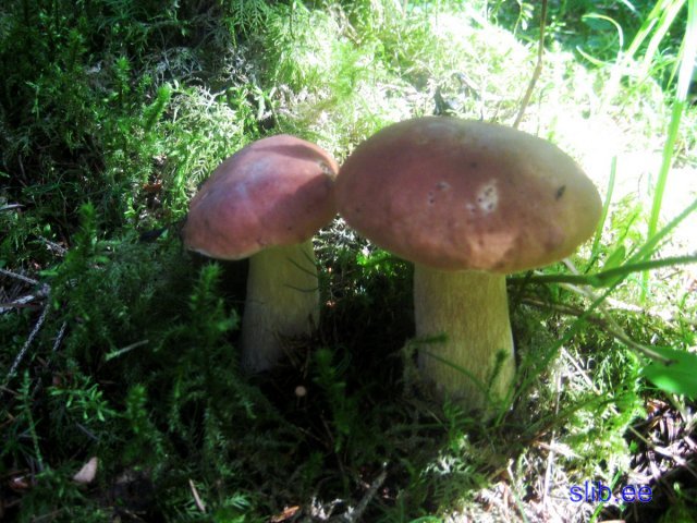 Kurtna 31 07 08 002.JPG