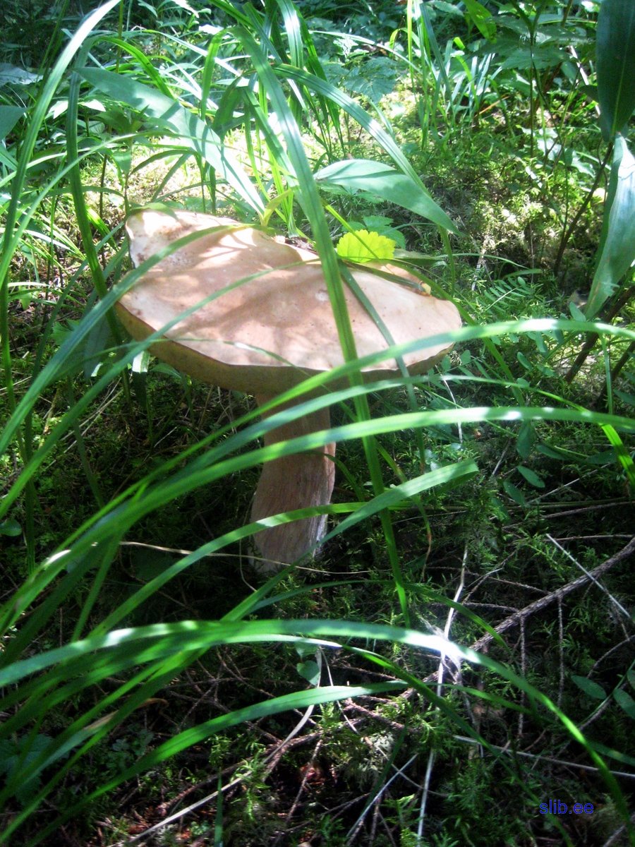 Kurtna 31 07 08 001.JPG