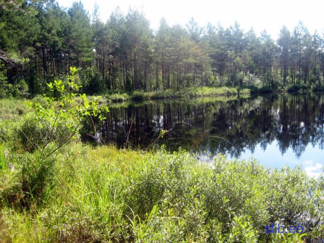 Kurtna 31 07 08 072_001.JPG