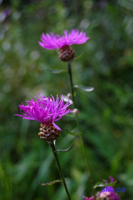 31_07_2008 227.jpg