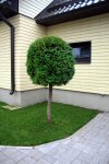IMG_2922.JPG